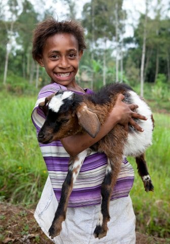 Goats in PNG.jpg